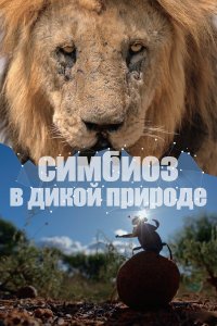Симбиоз в дикой природе 